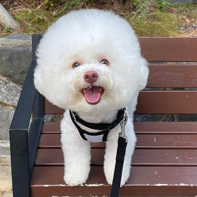A smiling Bichon Frise standing on a bench