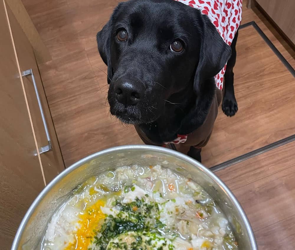 Black Labrador having a healthy homemade soup