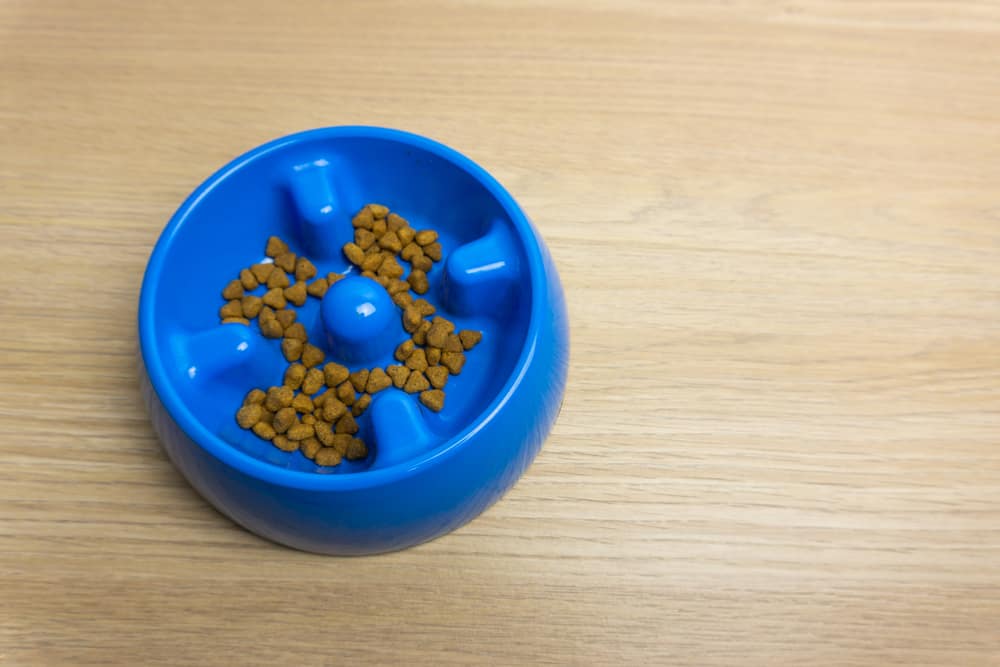 A blue slow feed dog bowl