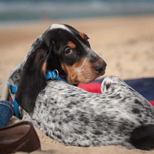 A Bluetick Coonhound lying on the sand