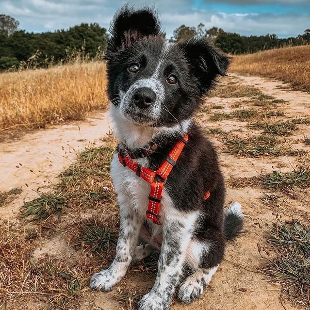A spotted Border Collie standing outdoors