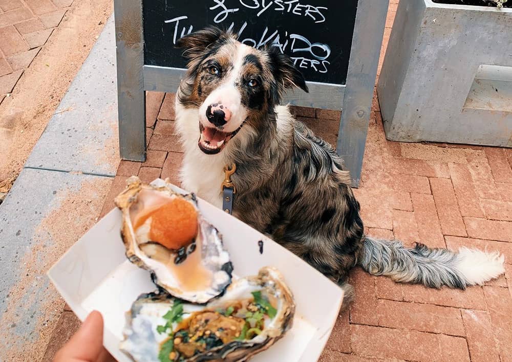 Border Collie happy with the oyster meal