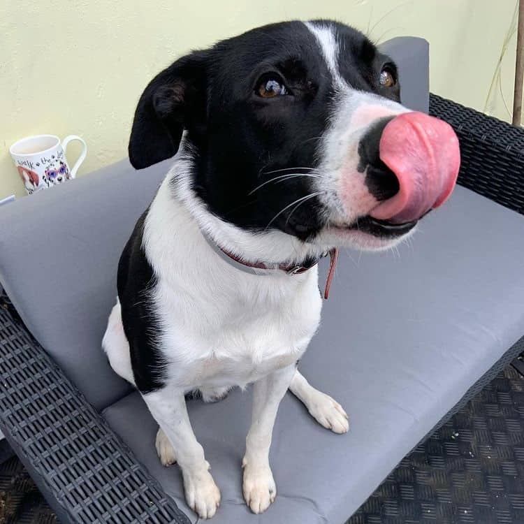 A Border Collie mix sticking its tongue out