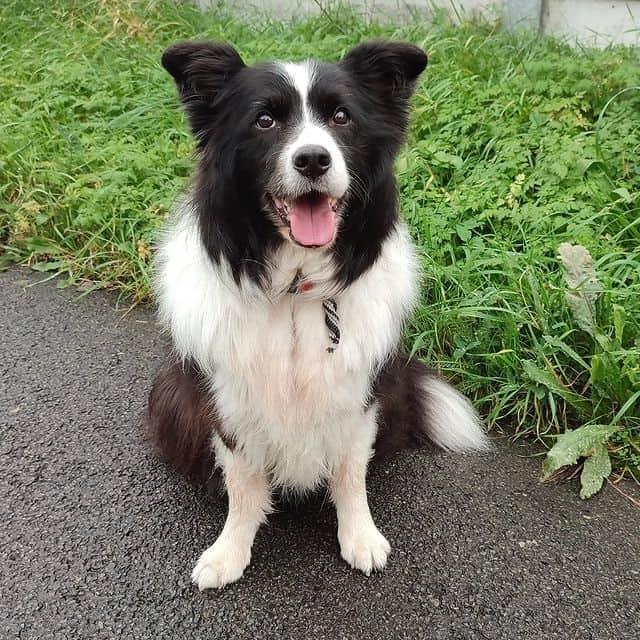 A black-and-white Border Collie sits outdoors