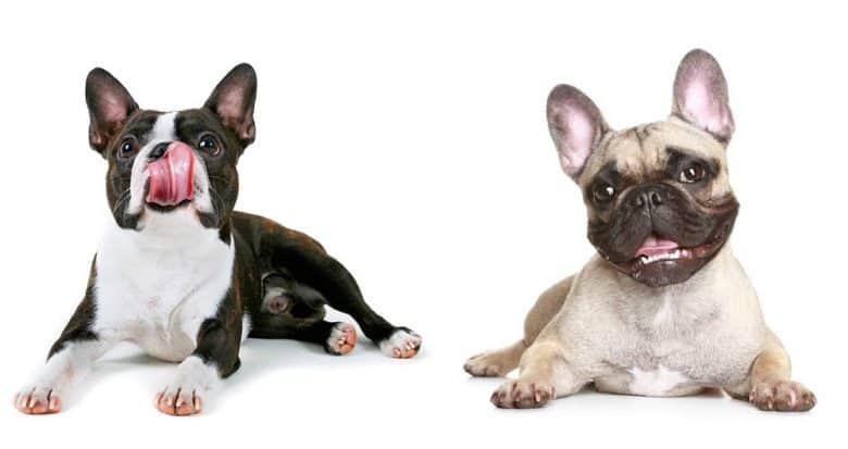 A Boston Terrier and a French Bulldog lying down