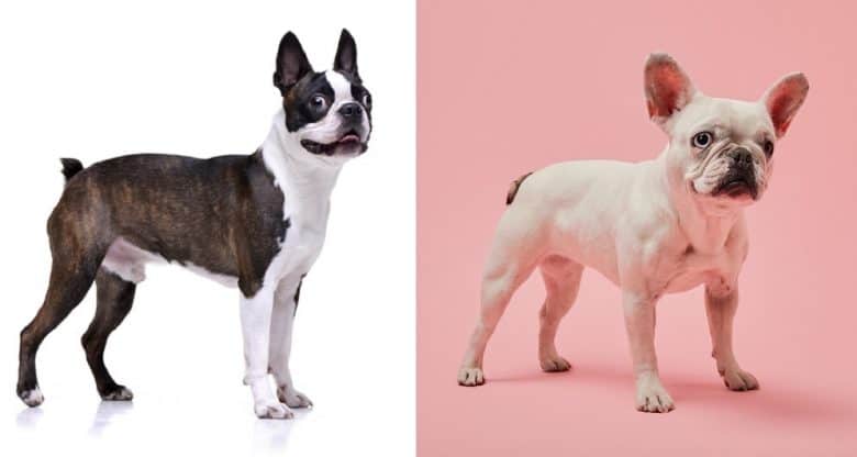 A Boston Terrier and a French Bulldog standing
