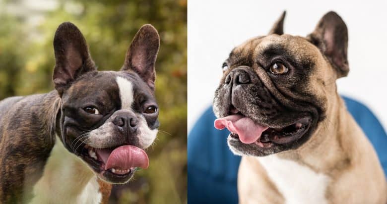 Smiling Boston Terrier and French Bulldog