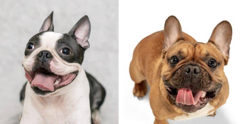 A Boston Terrier and a French Bulldog sticking their tongues out
