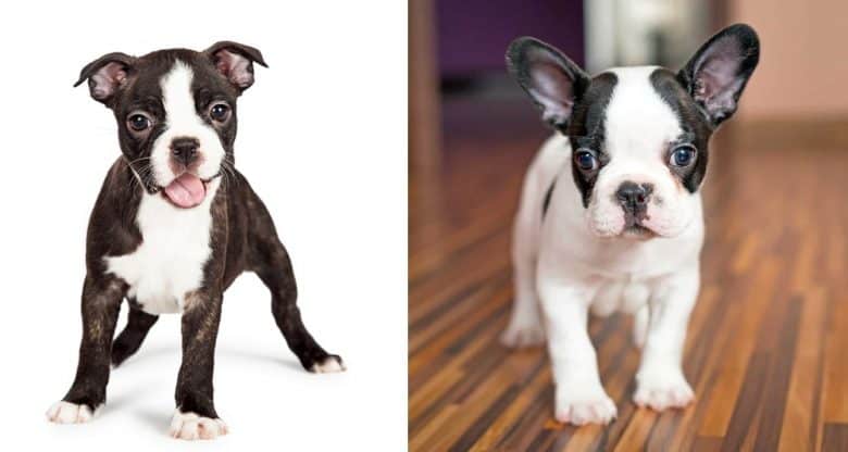 A Boston Terrier puppy and a French Bulldog puppy