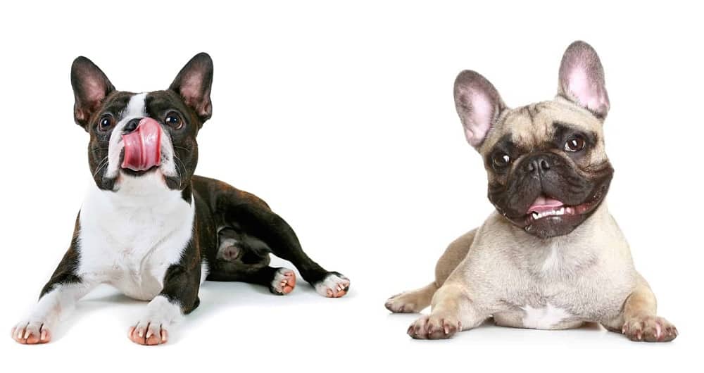 Boston Terrier vs French Bulldog: Which Dog is Right For Your ...