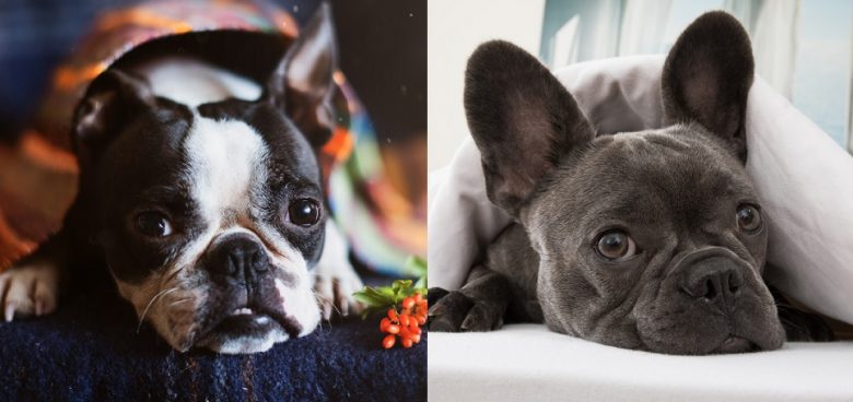 A Boston Terrier and a French Bulldog lying down