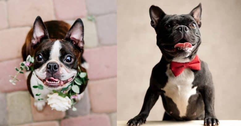 A Boston Terrier looking up and a French Bulldog