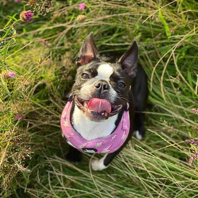 A smiling Boston Terrier looking up