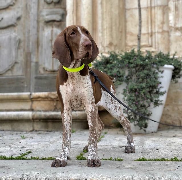 A Bracco Italiano standing outdoors