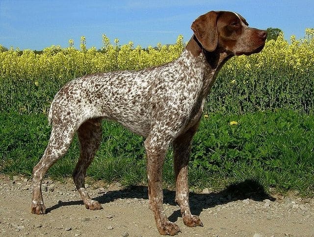 A Braque Francais Pyrenean standing outdoors