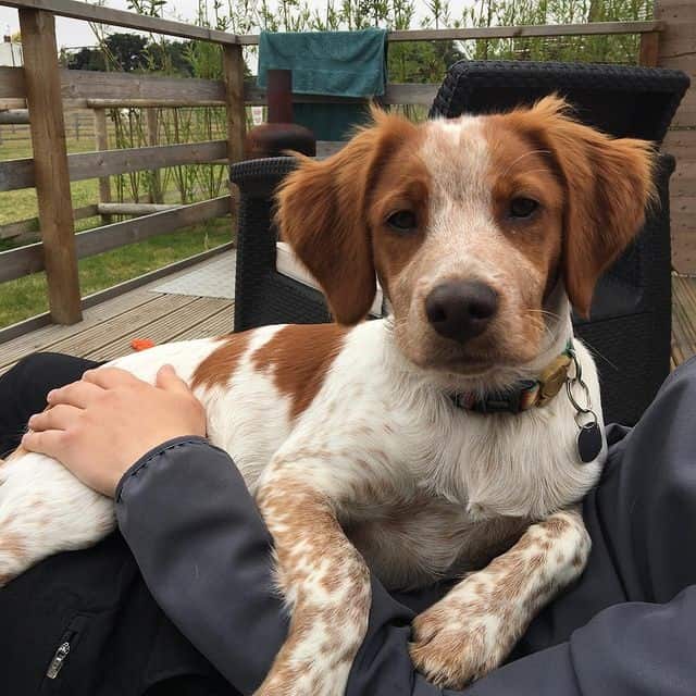 A Brittany Spaniel lying on its owner's lap