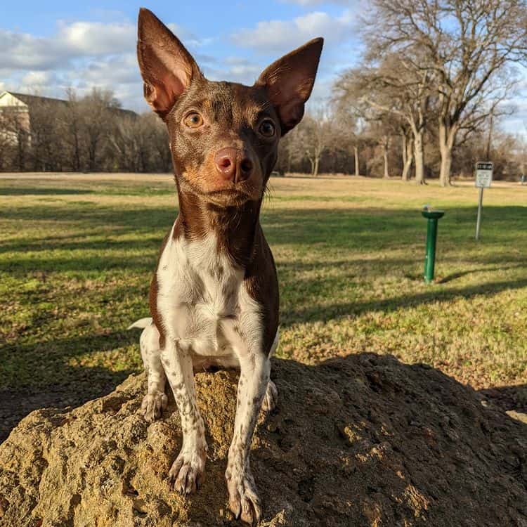 A brown-white-and-tan American Hairless Terrier dog stands on a rock, outdoors