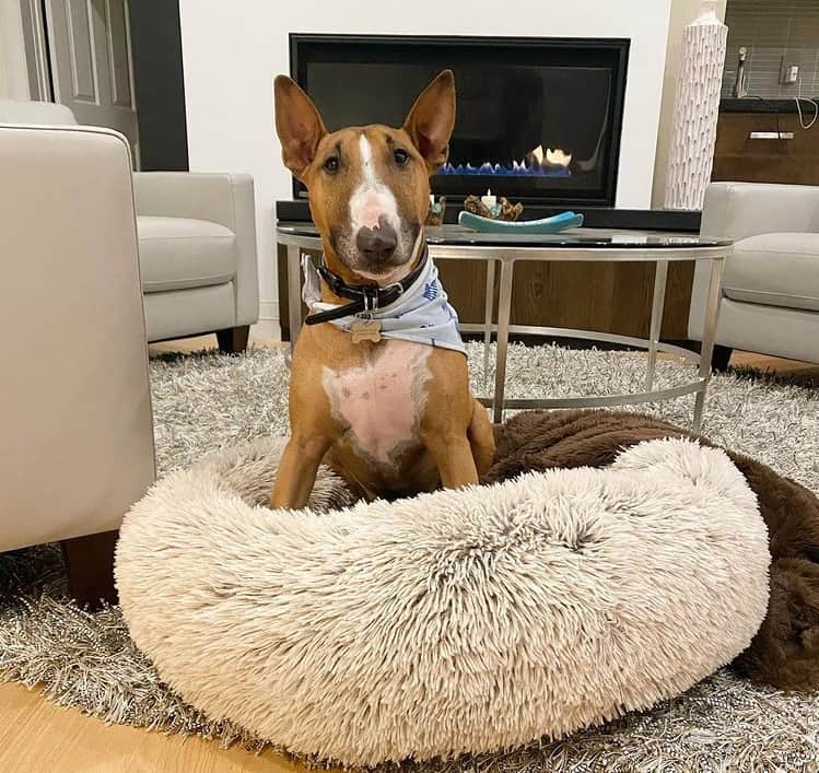 A Bull Terrier sitting on a dog bed