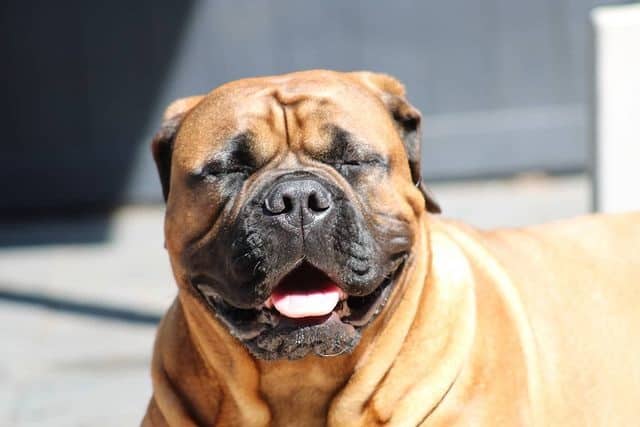 A Bullmastiff smiling with its eyes closed