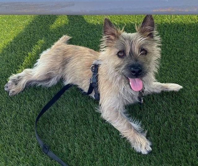 A happy, leashed Cairn Terrier dog lying on the grass