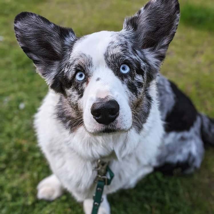 A blue merle Cardigan Welsh Corgi