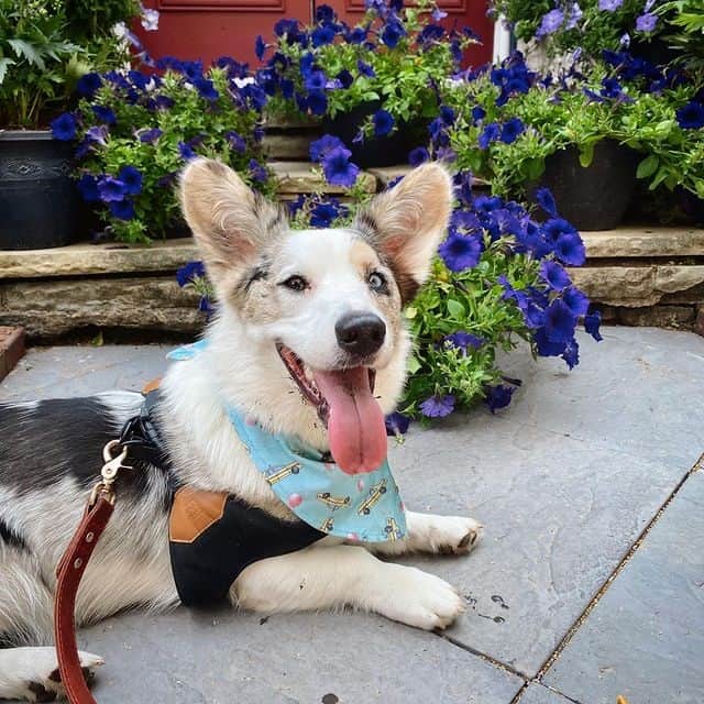 A smiling Cardigan Welsh Corgi