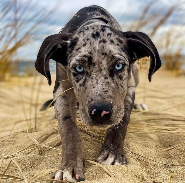 A Catahoula Leopard Dog puppy walking on sand