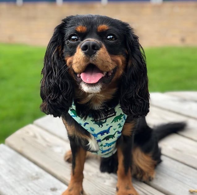 A Cavalier King Charles Spaniel standing and smiling
