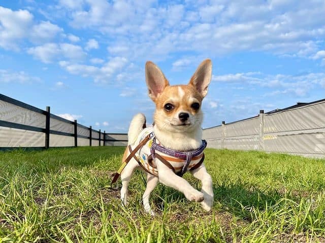 A Chihuahua dog running on a yard
