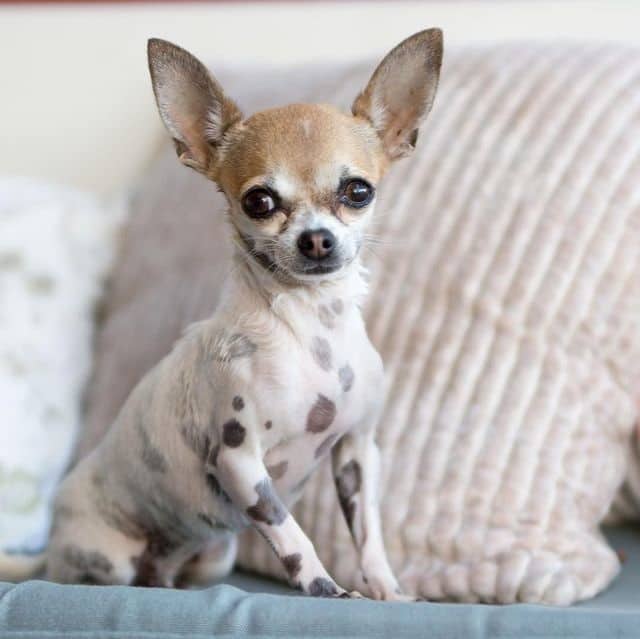 A Chihuahua sitting on a couch