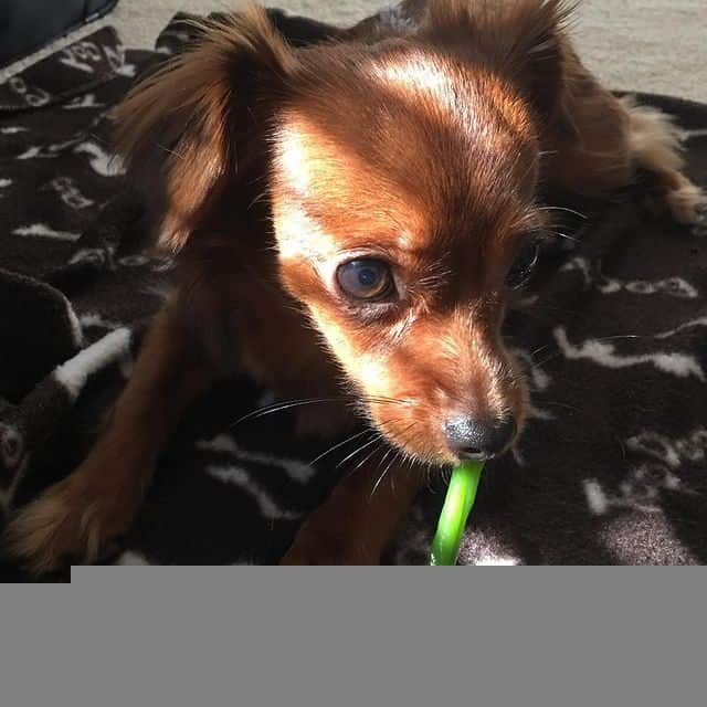 A Chihuahua Poodle mix eating green beans