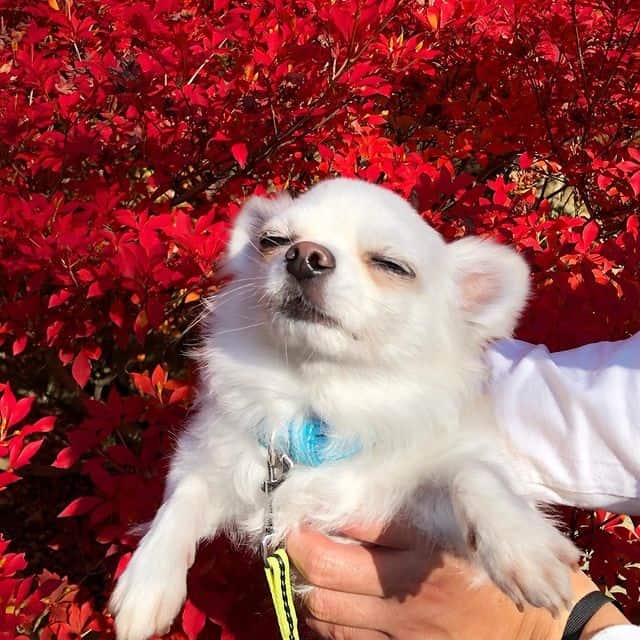 A white leashed Chihuahua with its eyes closed