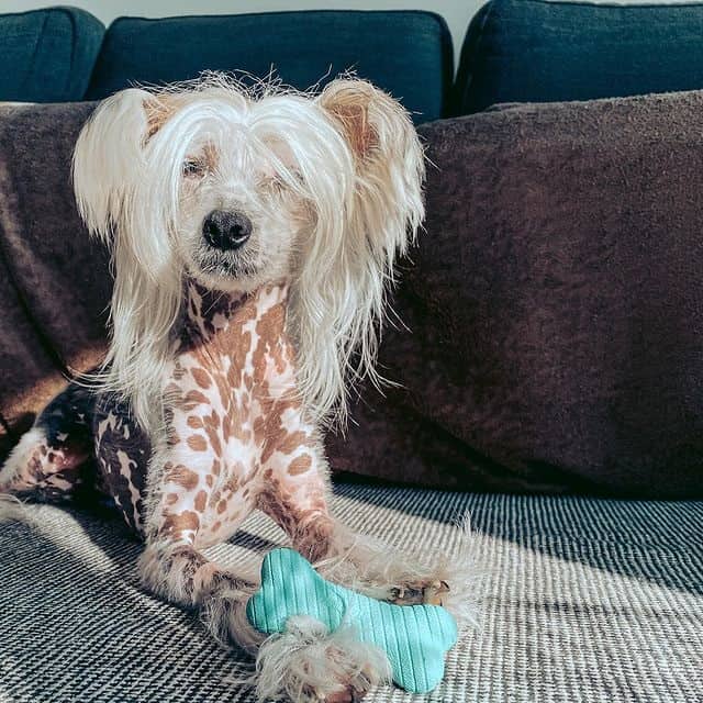 A Chinese Crested dog with its toy