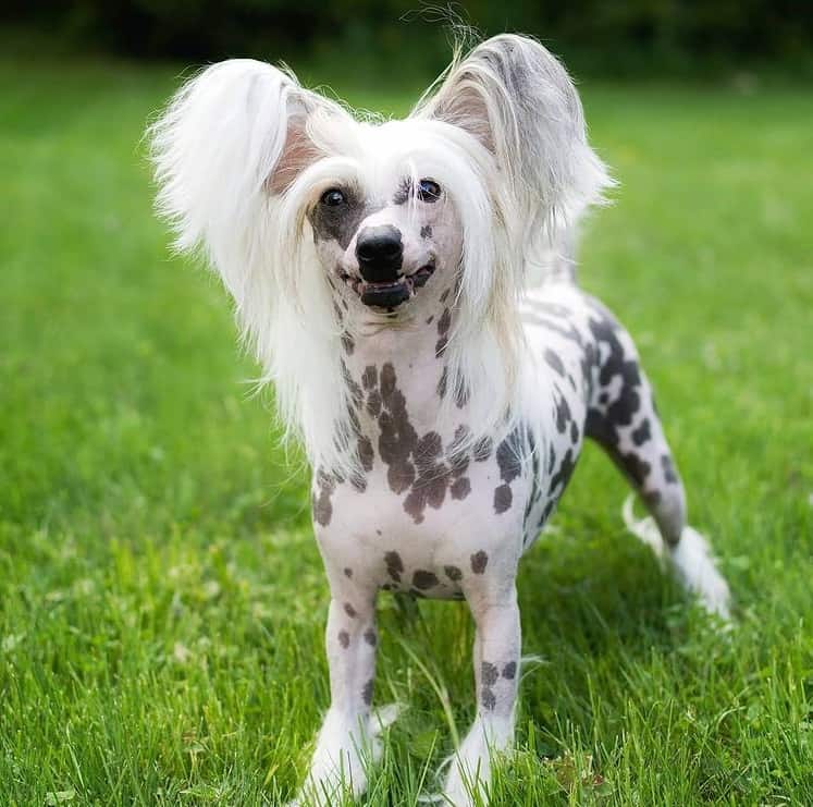 A smiling Chinese Crested standing on the grass