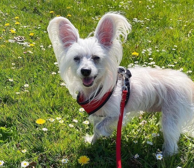 A white Chinese Crested dog walking