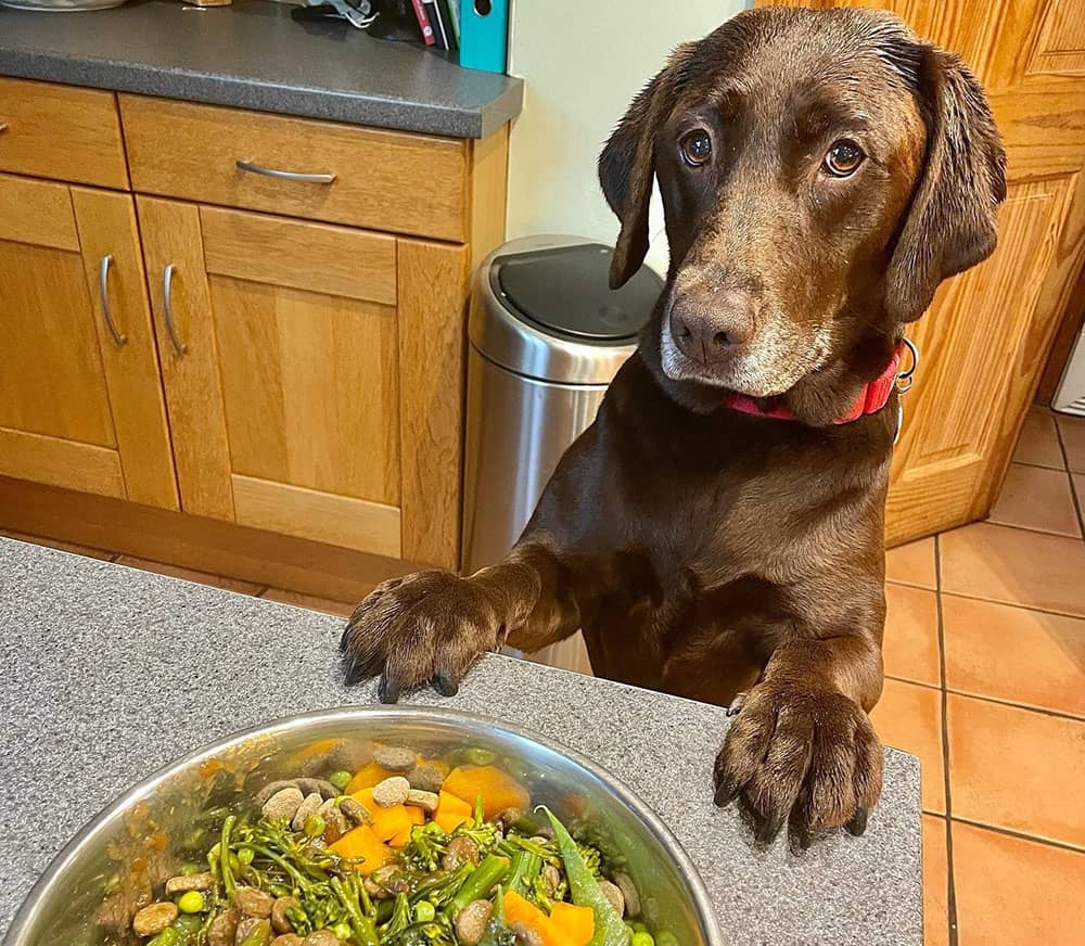 Chocolate Labrador dog having a healthy mix veggies meal