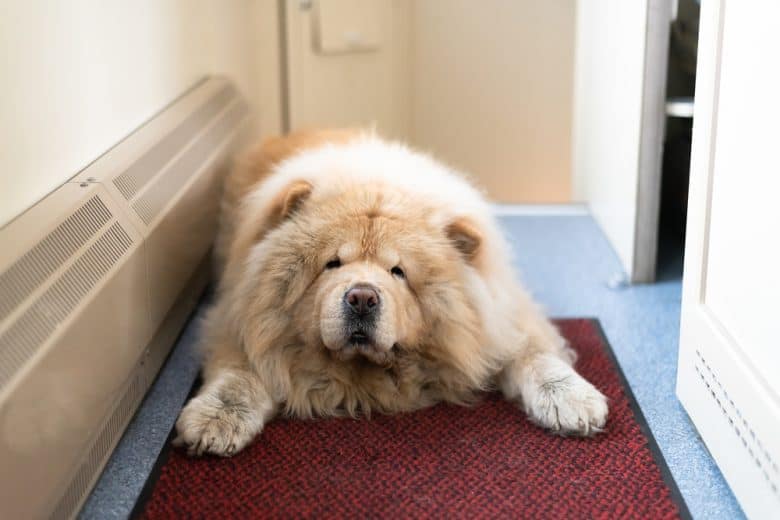 A Chow Chow lying on a rug