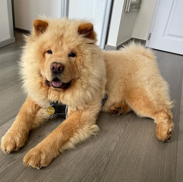 A Chow Chow lying on the floor