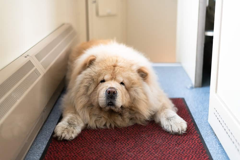 A Chow Chow lying on a rug
