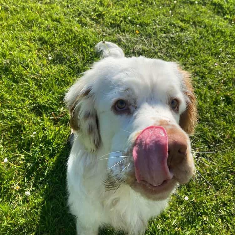 A Clumber Spaniel sticking its tongue out