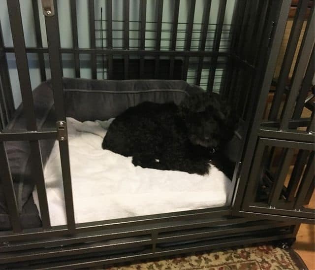 A black Cockapoo dog lying inside a metal heavy-duty dog crate