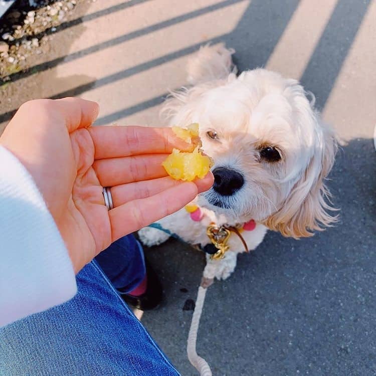 A Cockapoo being offered with sweet potato