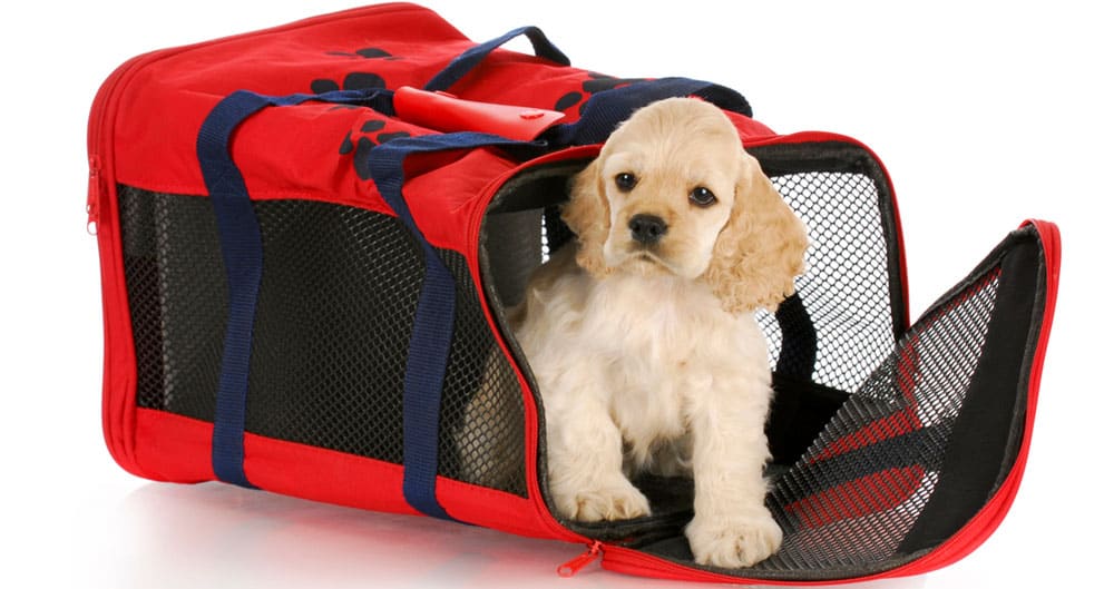 Cocker Spaniel puppy in a red soft sided dog crate bag