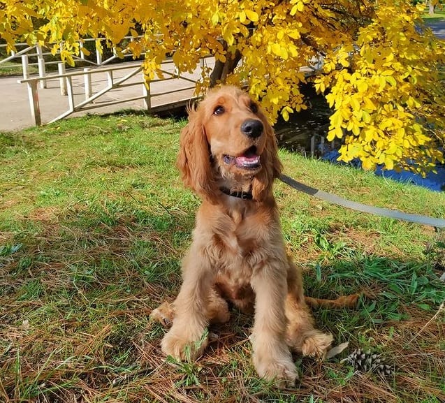 A leashed Cocker Spaniel sitting under a yellow tree