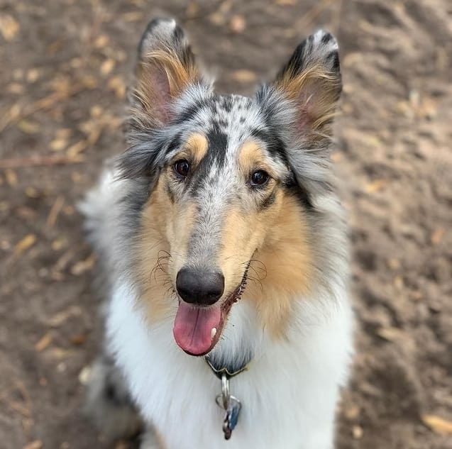 A blue merle Rough Collie looking up