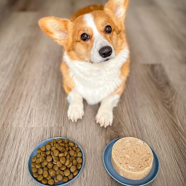 A Pembroke Welsh Corgi with dry and wet food