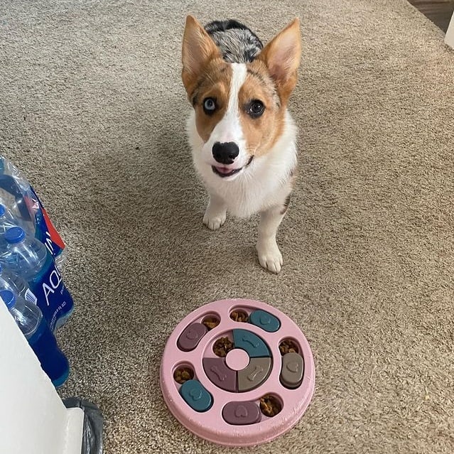 A Corgi puppy standing near a slow feeder