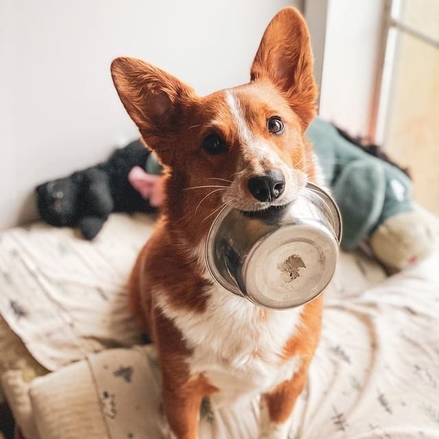 A Corgi holding a food bowl using its mouth