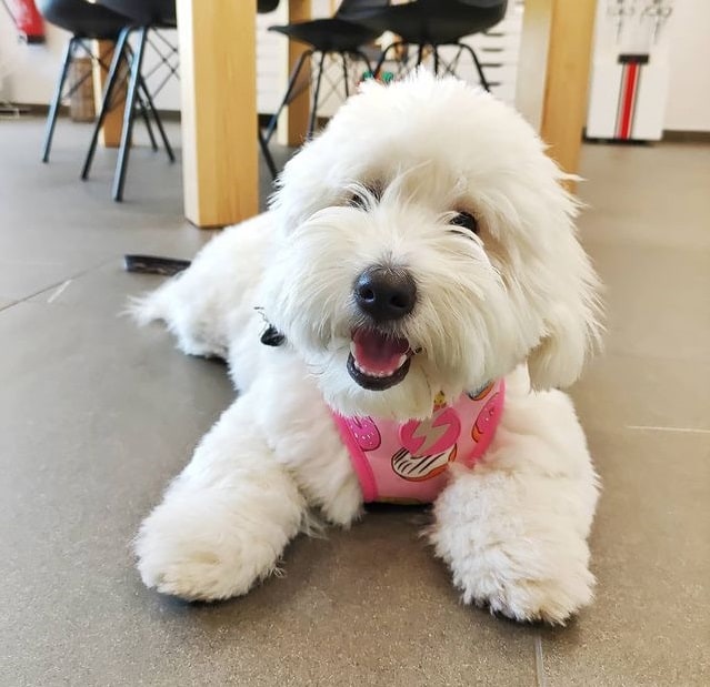A smiling Coton de Tulear puppy