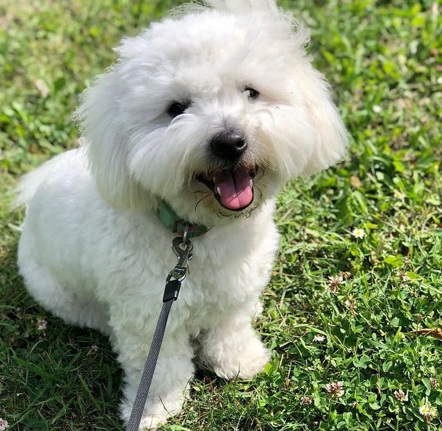 A smiley Coton de Tulear sitting on the grass